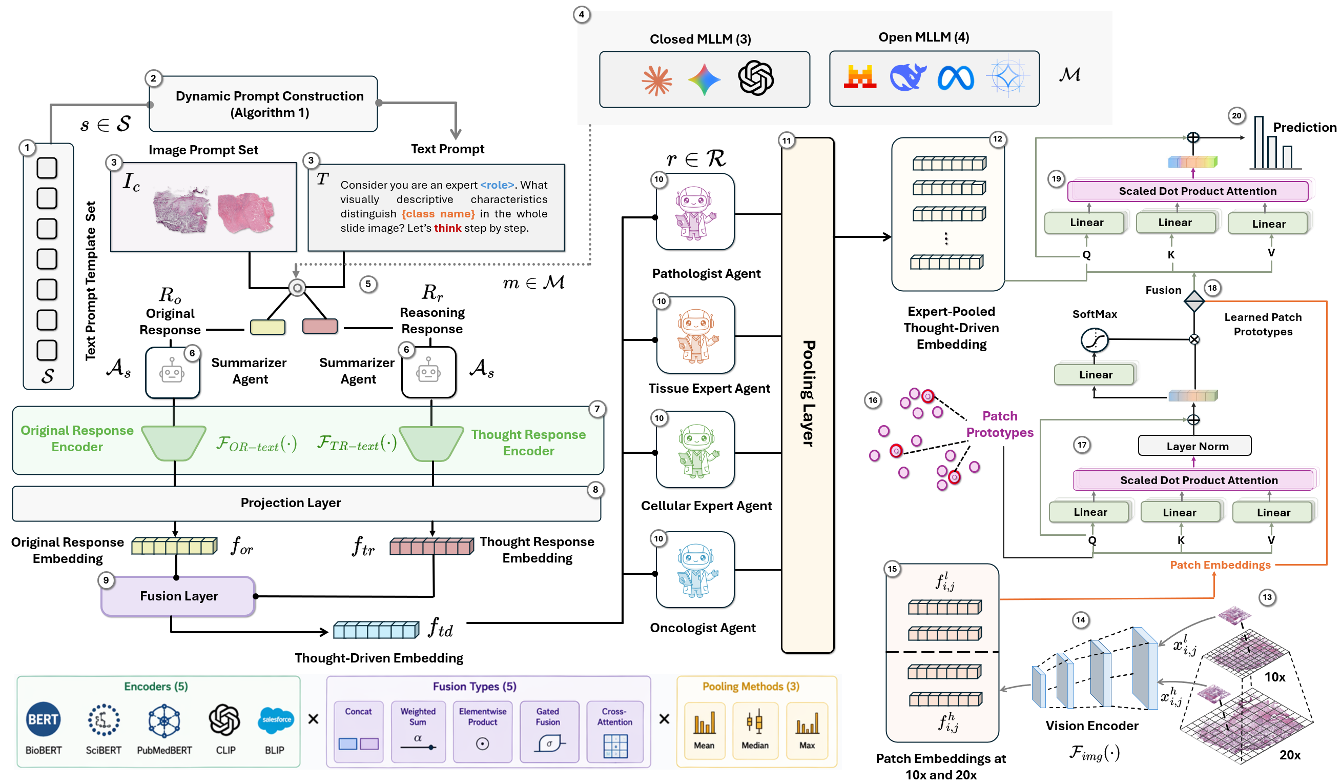 CThoughtPathNet architecture showing dynamic prompts, expert-agent reasoning, thought-driven embeddings, and attention-based fusion with whole-slide image patches.