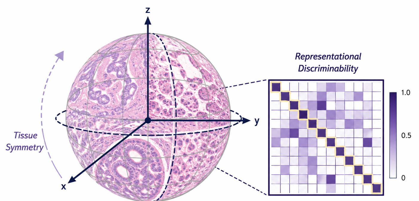 INVEX illustration showing tissue symmetry on a histology-textured sphere and representational discriminability as a similarity heatmap.
